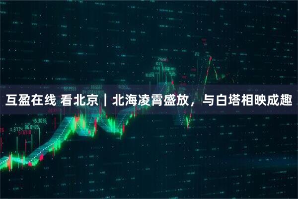 互盈在线 看北京｜北海凌霄盛放，与白塔相映成趣